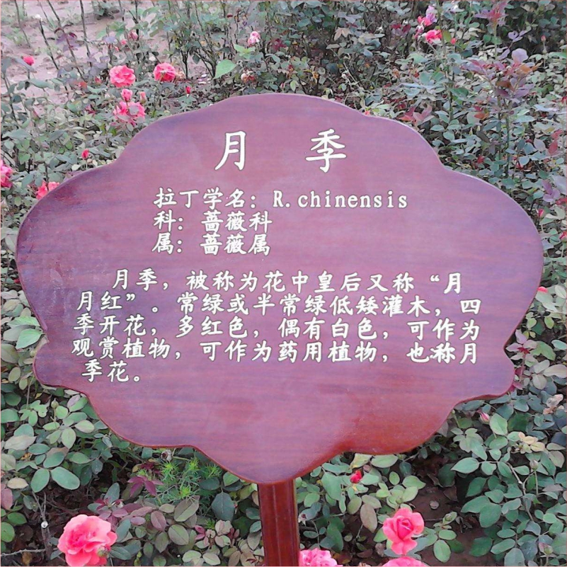花草牌金属烤漆不锈钢镀锌板立牌（花草介绍牌）   